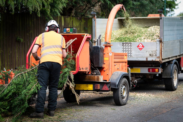 Best Tree Trimming and Pruning  in Helena, OK