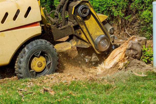 Best Hazardous Tree Removal  in Helena, OK